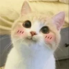 cute pets 5