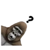 Gorilla gorilla 5