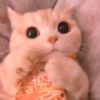 cutie kittens 6