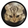 Funny Cats 9