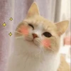 cute pets 6