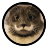 Funny Cats 10