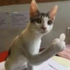 cats 5