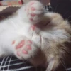 cute kittens 7