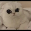 cute pets 7
