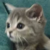 cute kittens 8
