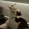 cats 7