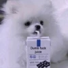 cute pets 8