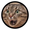 Funny Cats 11