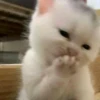 cats 9