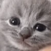 cute kittens 9