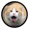Funny Cats 13