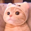cutie kittens 8
