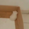 cats 10