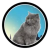 Funny Cats 14