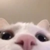 cute kittens 10