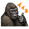 Gorilla gorilla 11