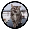 Funny Cats 15