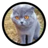 Funny Cats 16
