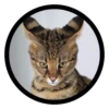 Funny Cats 17