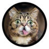 Funny Cats 18