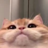 cute kittens 11