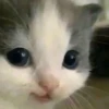 cute kittens 12