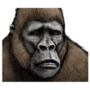 Gorilla gorilla 12