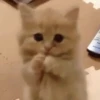 cute kittens 13