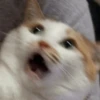 cute pets 10
