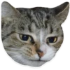 kitani 7