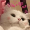 cute kittens 14