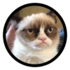 Funny Cats 19