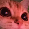 cats 12