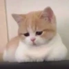 cute kittens 15