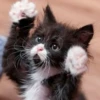 cute kittens 16