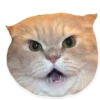 kitani 8