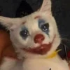 cats 13