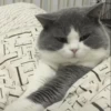 cute pets 12