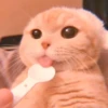 cutie kittens 11