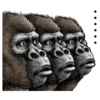 Gorilla gorilla 14