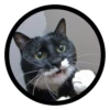 Funny Cats 20