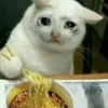 cats 14