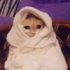 cats 16
