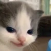 cute kittens 17