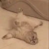 cute pets 13