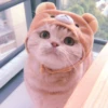 cutie kittens 12