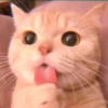 cutie kittens 13
