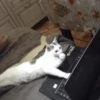 cute pets 14
