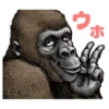 Gorilla gorilla 15
